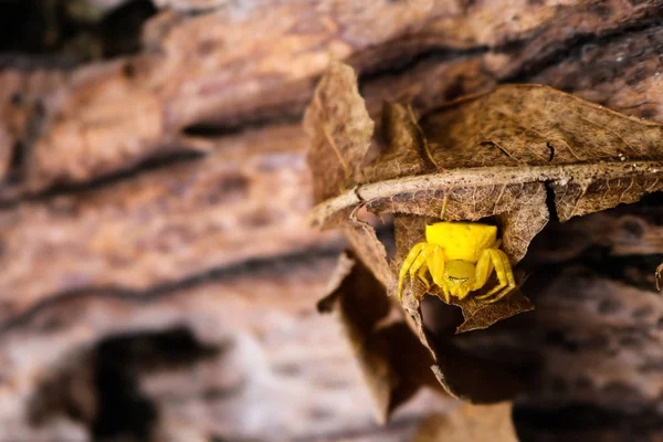 La pequeña araña amarilla, cazadora de mariposas . —  Fotos de Stock