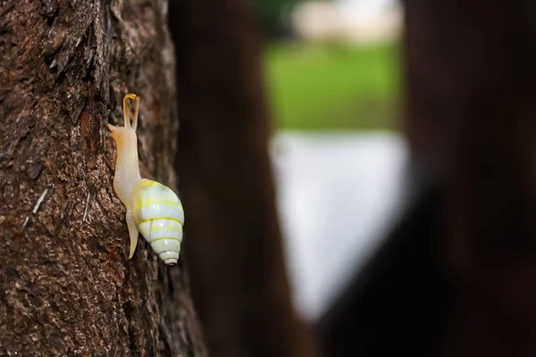 Escargot jaune perché sur un arbre . — Photo
