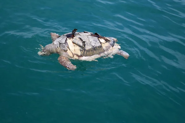 죽은 바다 거북은 바다에 떠 있는. — 스톡 사진