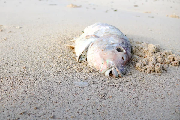 Tote Papageienfische und das Krabbenloch am Strand. — Stockfoto