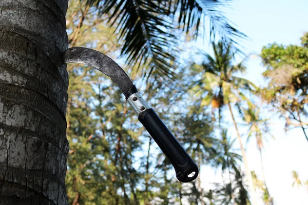 Grande faca presa nos coqueiros . — Fotografia de Stock