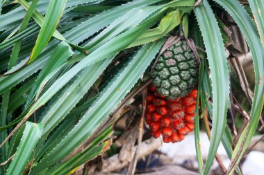 Hala Pandanus tectorius ağaç.