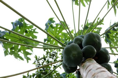 Papaya ağacı gökyüzü