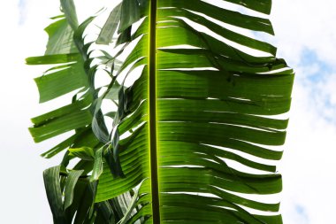 yeşil muz yaprağı 