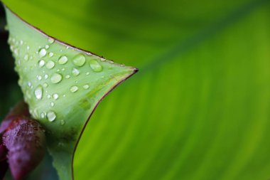 Yaprakların üzerine güzel yağmur damlaları.