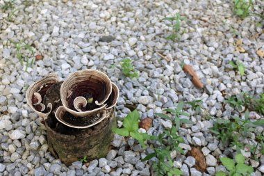 ağaç kütüğü üzerinde büyüyen mantar.