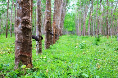 Kauçuk ağacı ve lateks Kupası.