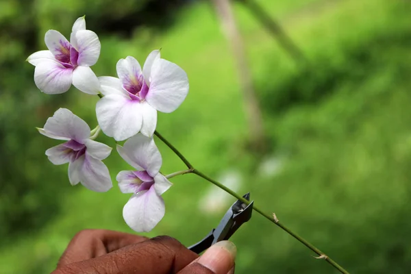 Pruningshears, makas orkideler kesme.. — Stok fotoğraf