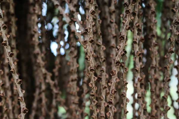 Přírodní pozadí, osivo fishtail Palm. — Stock fotografie