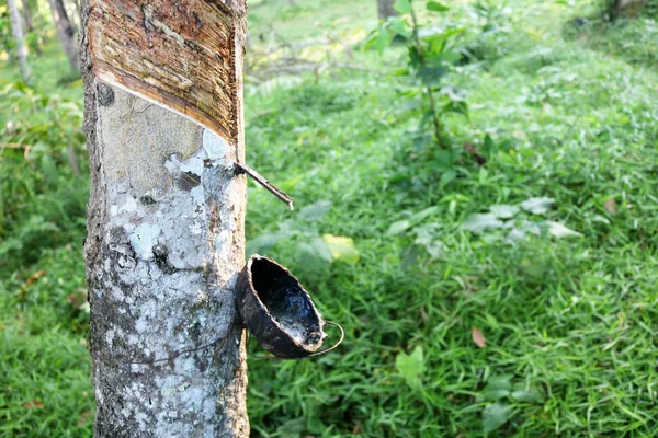 Albero di gomma e tazza di lattice . — Foto Stock