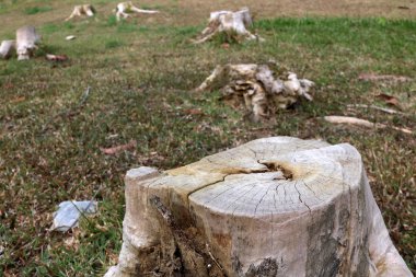 Ağaç kütükleri'nın bahçesinde.