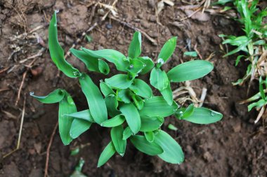 Yağmur damlaları ile Mısır filiz.