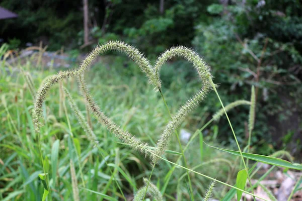 Kwitnienia traw wygląda jak w kształcie serca. — Zdjęcie stockowe