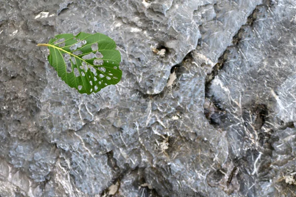 Blatt fällt auf den Stein. — Stockfoto