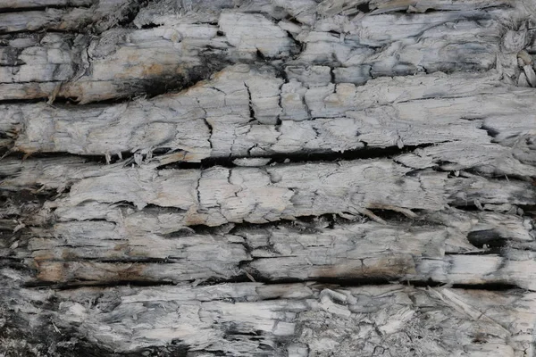 Das erloschene Holz. — Stockfoto