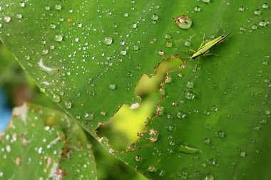 Çekirge üzerindeki yaprak yağmur damlaları ile.