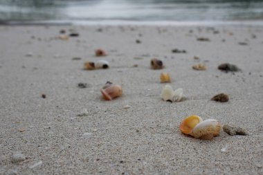Kumsalda deniz kabukları.