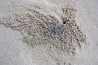 Yengeç delik sahilde.