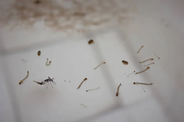 Los mosquitos están fuera del agua — Foto de Stock