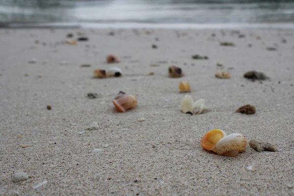 Kumsalda deniz kabukları. — Stok fotoğraf