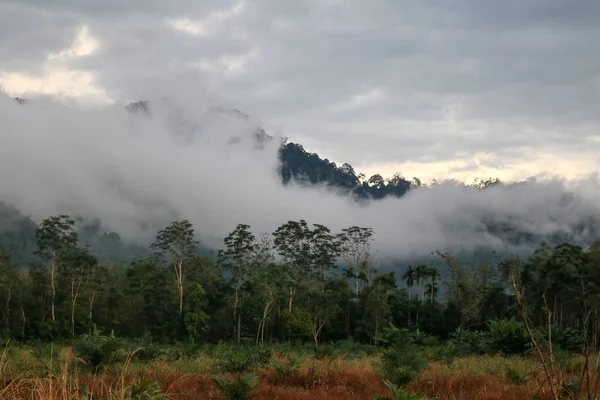 Árboles forestales y niebla a lo largo de la ladera —  Fotos de Stock