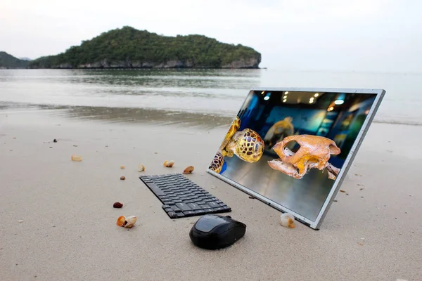 Изображения морских черепах на экране компьютера на пляже . — стоковое фото