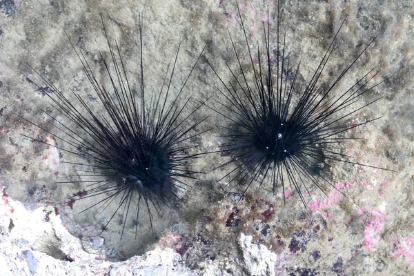 Blue spot sea urchin in the sea.