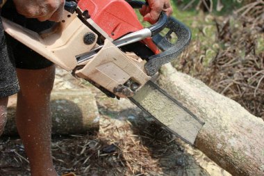 İşçi ağaçların testere testere kullanarak.