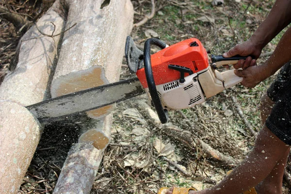 Les travailleurs utilisent une tronçonneuse pour scier les arbres . — Photo