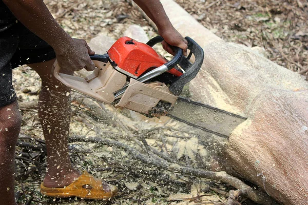 Рабочие используют бензопилу для распиловки деревьев . — стоковое фото