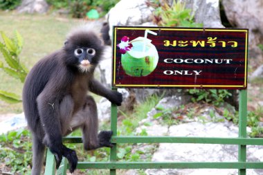 Bir Hindistan cevizi bin üzerinde oturan maymun.
