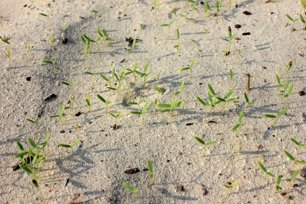 Семена проросли на песке . — стоковое фото