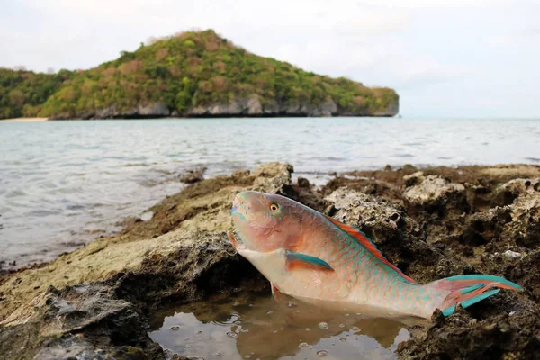 Peixe papagaio morto na praia . — Fotografia de Stock