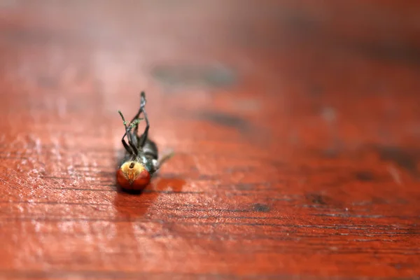Masanın üzerine tutkal tuzakları üzerinde sıkışmış sinek. — Stok fotoğraf