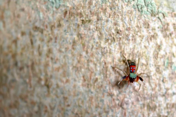 La colección de pequeñas arañas coloridas . — Foto de Stock