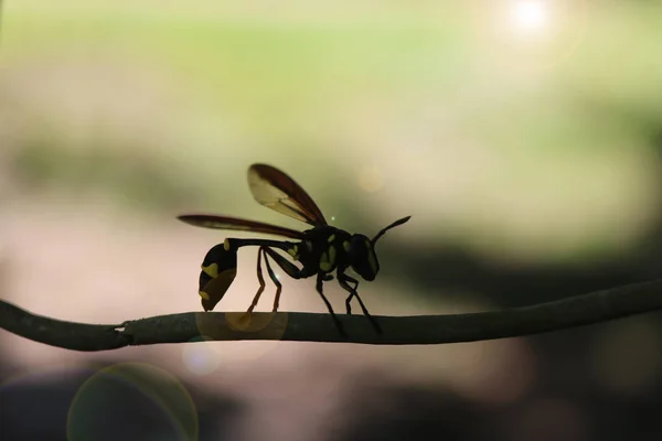 Beautiful colors wasps — Stock Photo, Image