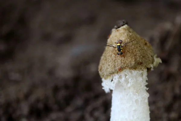 Champignons et insectes au sol — Photo