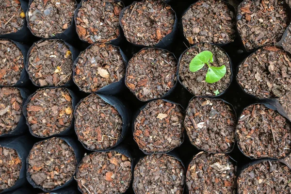 Саженцы с почвоподготовительным растением в мешке — стоковое фото