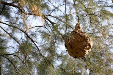 Eşekarısı yuvası çam ağacı üzerinde.
