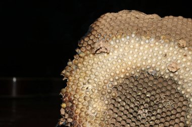 Eşekarısı yuvası ve larva