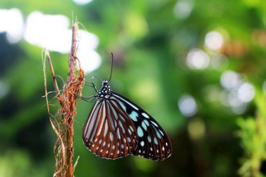 자연 배경으로 아름 다운 나비 