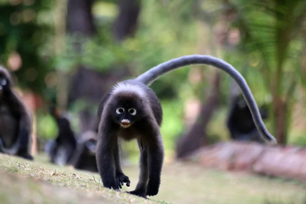 Caminhada de macaco no jardim — Fotografia de Stock