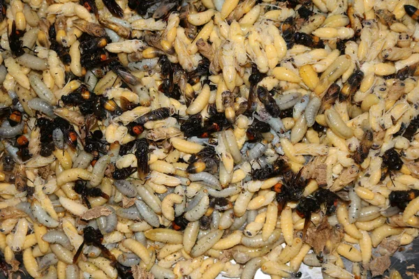 Eşekarısı yuvası ve larva