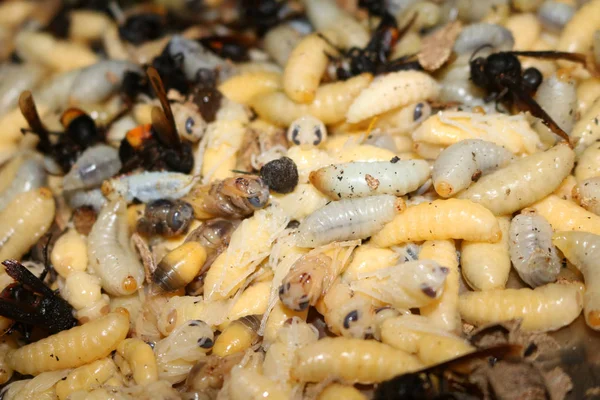 Eşekarısı yuvası ve larva