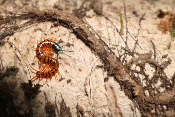 Duizendpoot in de tuin. — Stockfoto