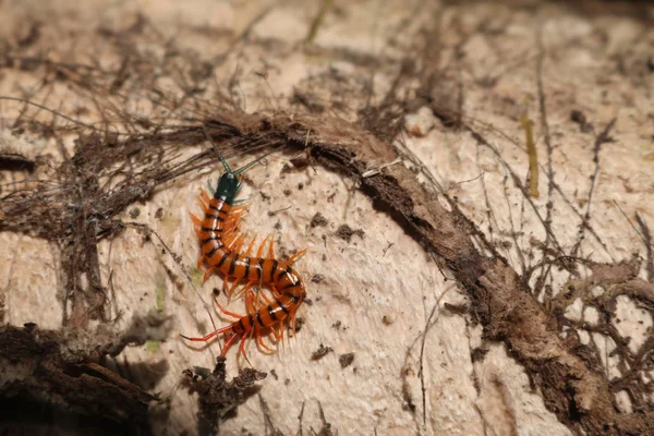 Centipede in the garden. — Stock Photo, Image