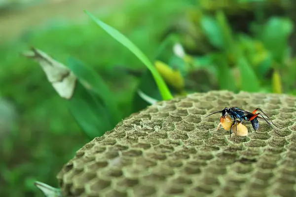 Güzel eşek arısı ve larva yuva üzerinde — Stok fotoğraf