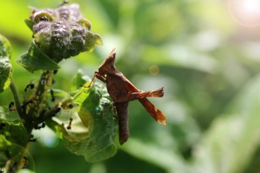 Renkli çekirge bir yaprak üzerinde tünemiş.