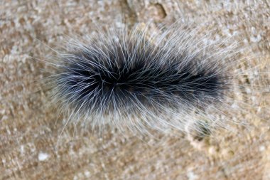 Siyah kıllı tırtıllar dallar.