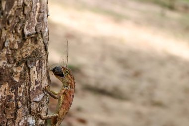 Kertenkeleler böcekler bahçede yemek.. 